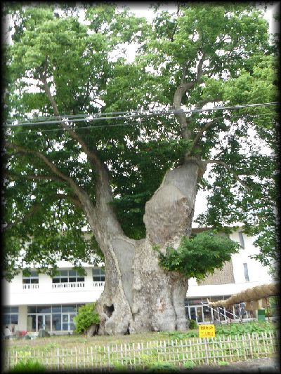 �����̑�P���L