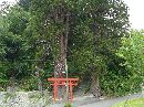 白山神社の大杉