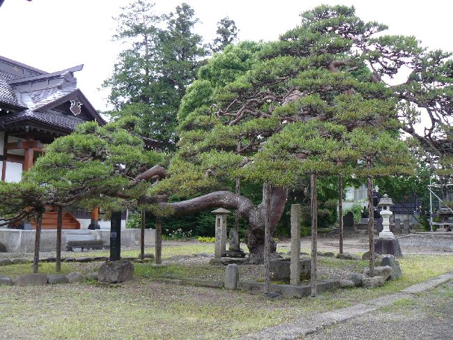 �z��⋕�󑠓��i��^���j